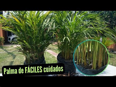 PALMA ARECA Cuidados FÁCILES Sustrato Riego Y CONSEJOS YouTube