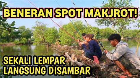 Strike Bertubi Tubi Mancing Di Tambak Kayak Lagi Panen Ikan Sampe