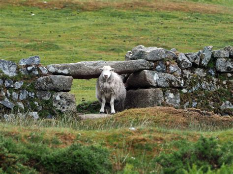 Keeper Of The Gate Walking Bodmin Moor Johntasaurus Flickr