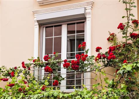 Fototapete Rote rosen am fenster nach Maß myredro de