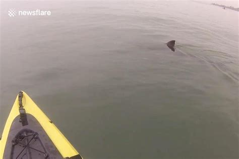 Watch Great White Shark Follows Kayaker In California