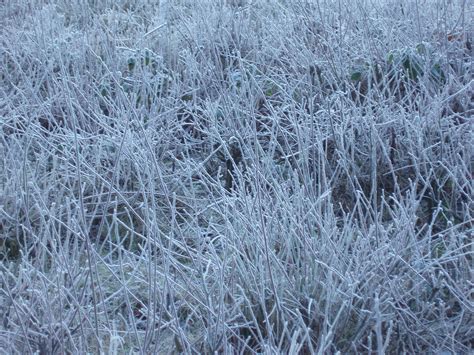 Frosty Grass Blades Free Backgrounds And Textures