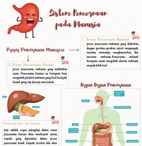 Rangkuman Materi Sistem Pencernaan Pada Manusia Artofit