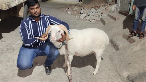 Qurbani Ke Bade Janwar In Hashamabad Heavyweight Vilayati Sheeps In