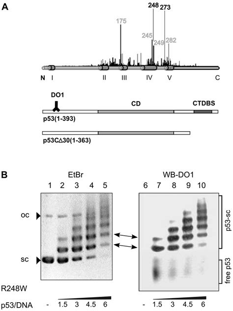 A Distribution Of Hot Spot Mutations On Full Length P Conserved