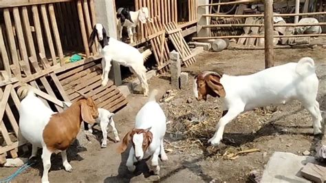 Ternak Kambing Boer Kandang Semi Unbaran Murah Boerkah Jaya Farm Blitar