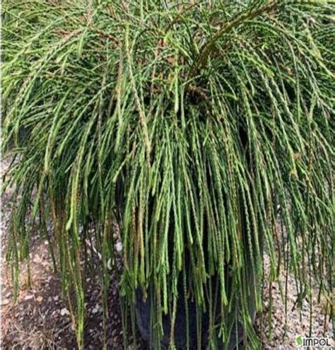 Thuja Plicata Whipcord