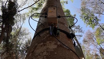 A Paneveggio Sensori Sugli Alberi Per Monitorare Clima E Ambiente