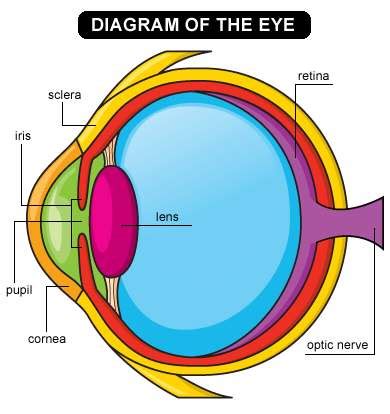 Simple Eye Diagram For Kids