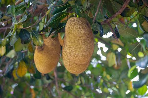 Premium Photo Jackfruit Scientific Name Artocarpus Heterophyllus