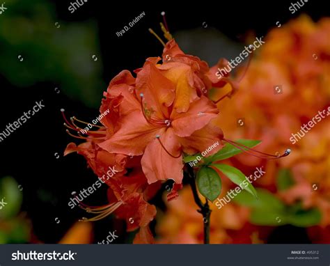 Orange Azalea Stock Photo 495312 : Shutterstock