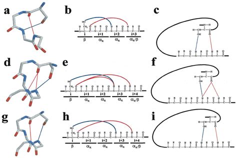 Pictures And Hydrogen Bonding Patterns Of The Most Common St Motifs