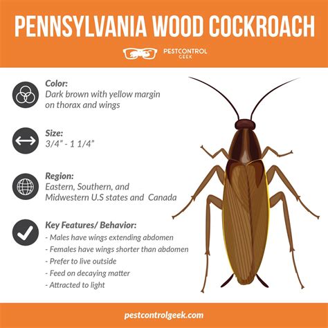 How To Identify and Get Rid of Pennsylvania Wood Cockroaches - Pest