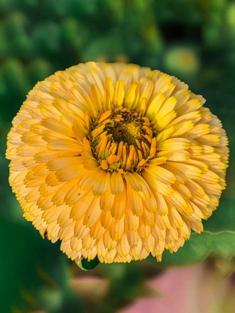 Una Flor Amarilla Con Un Centro Grande Que Es Una Flor Con Un Centro