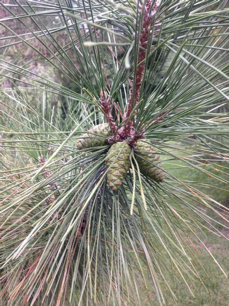 Pinus Thunbergii Pinaceae Image 50691 At