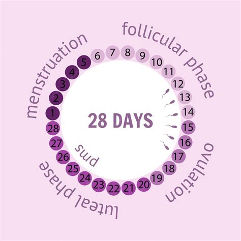 Premium Vector | Woman's period stages menstrual cycle in vector ...