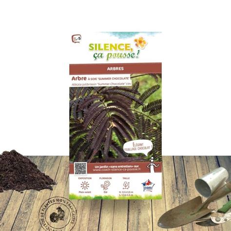 Arbre Soie Summer Chocolate Silence A Pousse