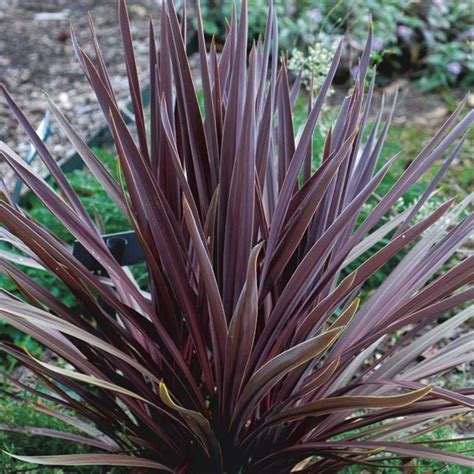 Cordyline Red Sensation Cordyline Australis My Garden Life