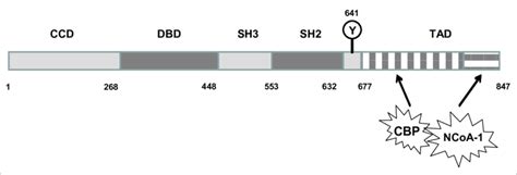 Structure Of Stat Ccd Coiled Coil Domain N Terminal Domain Dbd