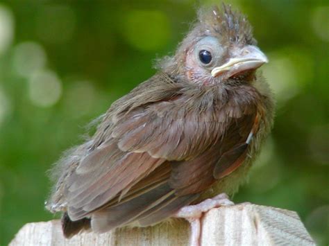 Baby Cardinal | Baby cardinals, Animals, Nature