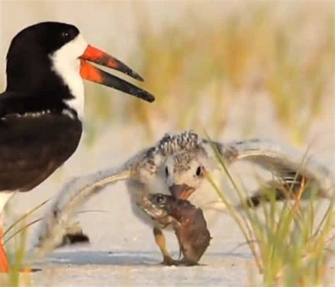 Black Skimmer Bird Academy The Cornell LabBird Academy The