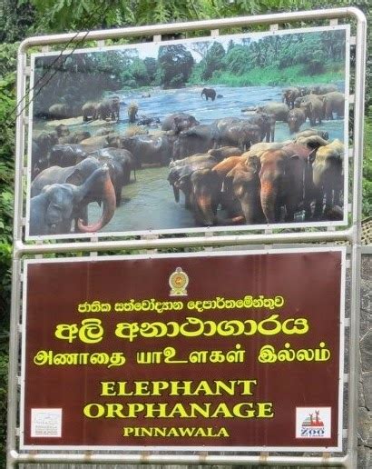 Pinnawala Elephant Volunteer Programme: Pinnawala Elephant Orphanage