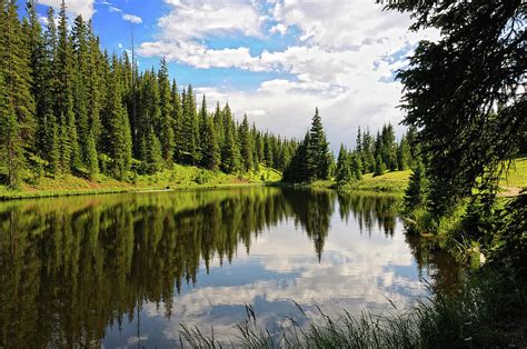 Beautiful Pine Tree Photography