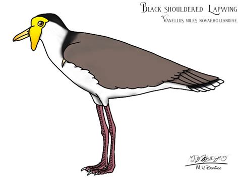 Black Shouldered Lapwing By Ognimdo2002 On Deviantart