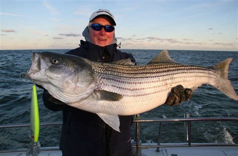 Striped Bass How To Catch Striped Bass Sport Fishing Mag