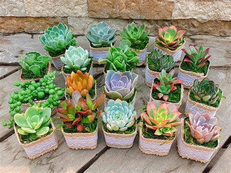 Bridal Shower Succulent Party Favors Gifts Set of 25 - Etsy