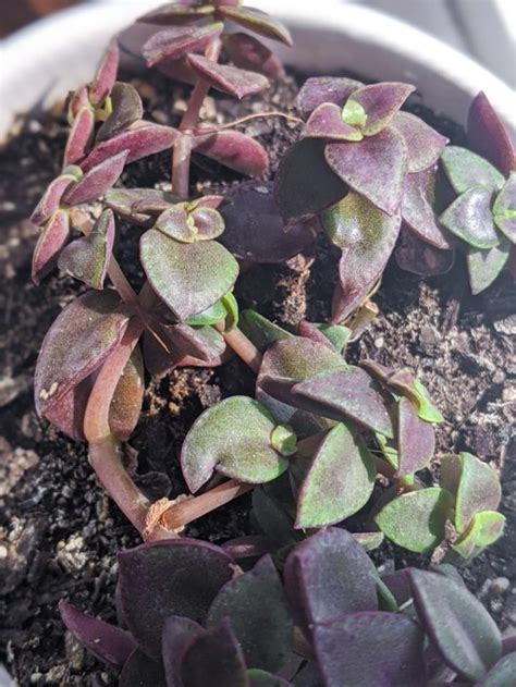 Calico Kitten Succulent Care All About Crassula Pellucida Variegata