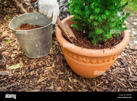 Garden And Gardening Mulching Potted Plants With Pine Bark Againts To