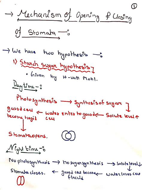 Mechanism of Opening and Closing of Stomata | PDF