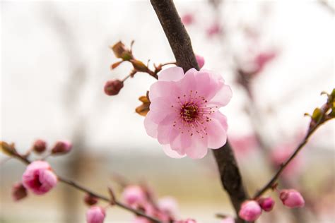 Free Images Branch Fruit Flower Petal Food Spring Produce Pink