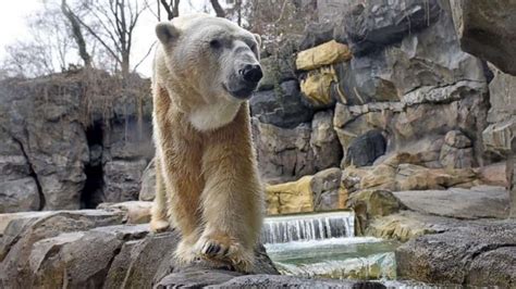 1 Of Americas Oldest Polar Bears Dies After Outliving Average Life