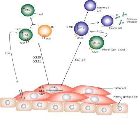 Figure 2 From Role Of Tertiary Lymphoid Structures TLS In Anti Tumor