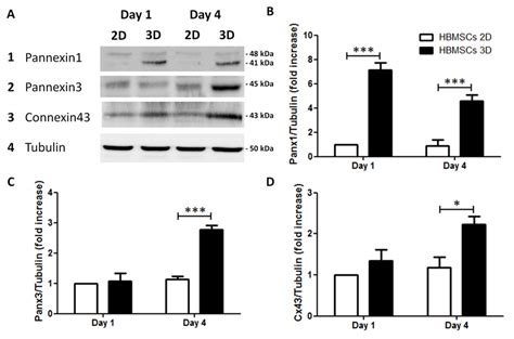 Panx Panx And Cx Protein Expression Evaluation In Hbmscs A