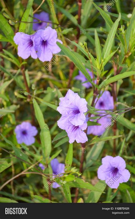 Purple Ruellias Flower Image Photo Free Trial Bigstock