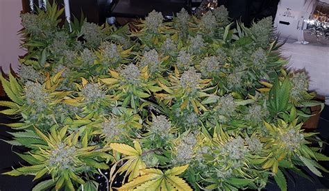 Strain Gallery Franco S Lemon Cheese Green House Seeds Pic