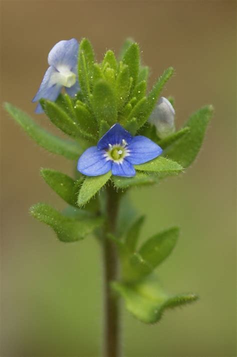 Corn Speedwell Lacamas Prairie Non Native Species INaturalist