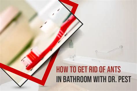 How To Get Rid Of Ants In Bathroom Dr Pest