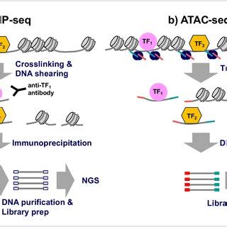 Overview of ChIP-seq and ATAC-seq experiments. a In ChIP-seq ...