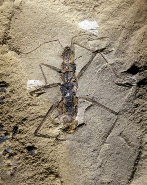 Koonwarra fossil bed