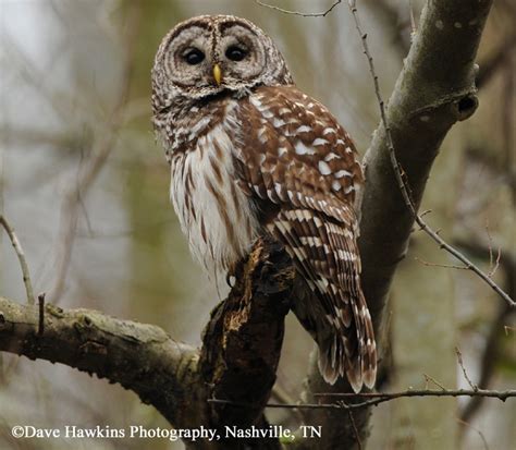 Birding Trails Tennessee Wildlife Resource Agency Barred Owl