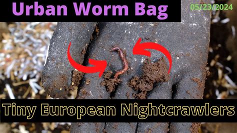 Urban Worm Bag V2 With ENCs Tiny European Nightcrawlers 05 23 2024