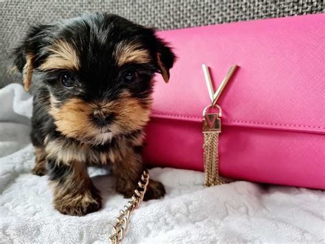 Dziewczynka Yorkshire Terrier z Rodowodem Miniaturka Częstochowa Północ