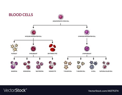 Hematopoiesis diagram human blood cells types Vector Image