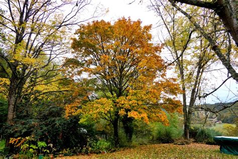 Norway Maple Tree stock image. Image of fall, macro - 233462801