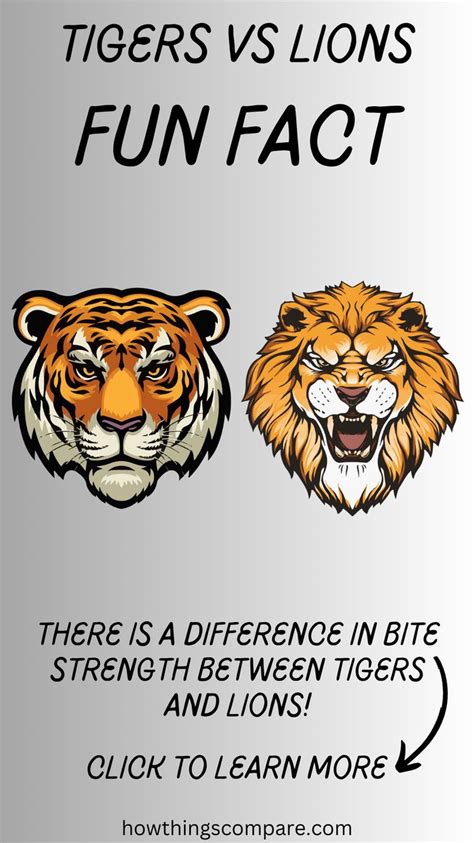 Tiger vs Lion Comparison Guide | Female lion, Wild tiger, Big cat species