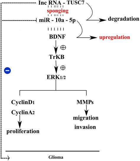 Lncrna Tusc Sponges Mir A P And Inhibits Bdnf Erk Pathway To